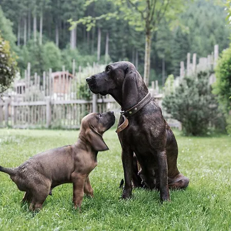 Holiday park Holzlebn Grossarl