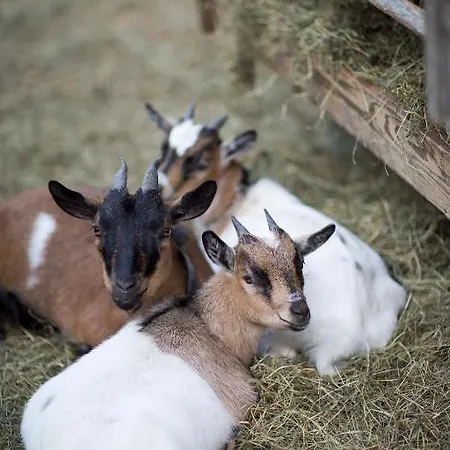 Holiday park Holzlebn 3*